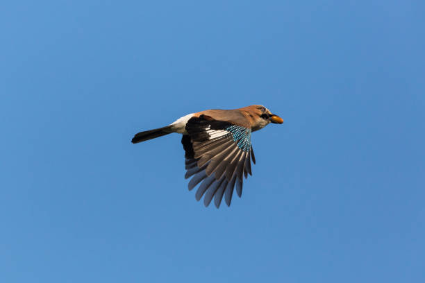 istock eurasian jay (garrulus glandarius) in flight, acorn in beak, spread wings 1132927187