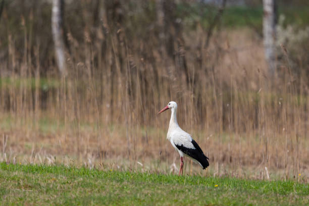 istock one white stork (ciconia ciconia) standing, grassland, reed belt 1132927289