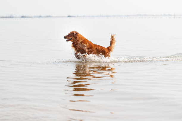 Pet dog playing in the sea Pet dog playing in the sea 一隻動物 stock pictures, royalty-free photos & images