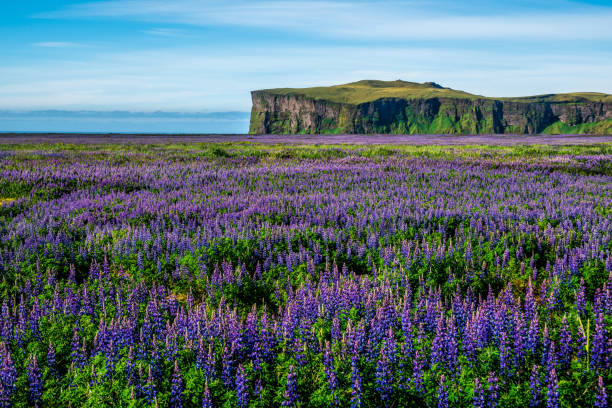 campo de flores de lupine em vik islândia. grande paisagem do lupin do alaskan. - alaska landscape scenics wilderness area - fotografias e filmes do acervo