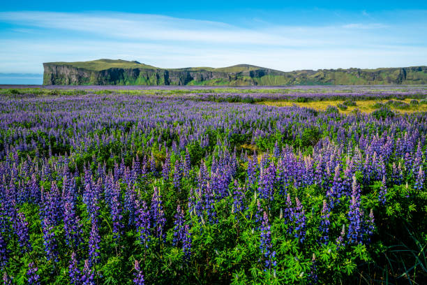 campo de flores de lupine em vik islândia. grande paisagem do lupin do alaskan. - alaska landscape scenics wilderness area - fotografias e filmes do acervo