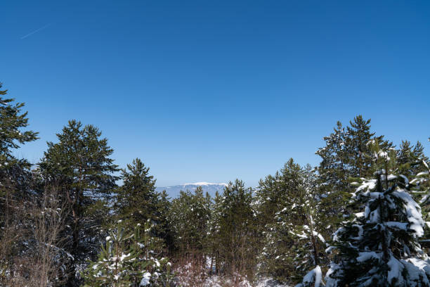 Snow and pine trees