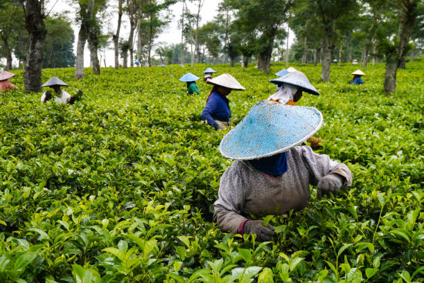 istock Workers pick up tea leaves at Wonosari Tea Plantation 1132930311