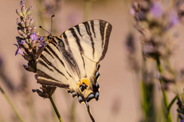 istock Papilio machaon butterfly on lavender angustifolia, lavandula 1132930494