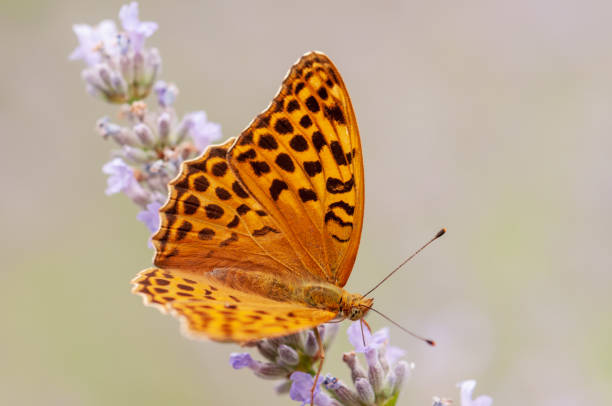 istock Argynnis paphia butterfly on lavender angustifolia, lavandula 1132930573