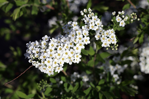 Little white flowers growing from a tree. There are also green leaves of a bush behind the flowers. Beautiful spring theme photo. Closeup photo. Color image.