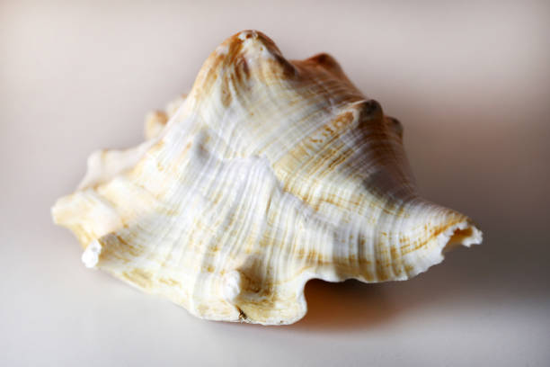 istock Brown & White Mollusk Seashell in a Closeup 1132931538