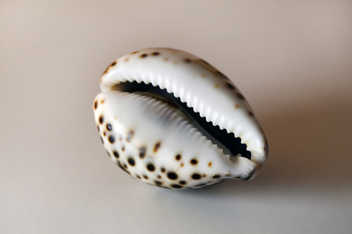 Macro photo of colorful cowry (cypraea) shell, glossy brown spotted seashell on a white table. Exotic and beautiful souvenirs people often buy from tropical locations by the sea.