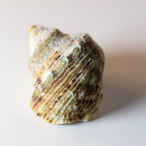 istock Brown & White Mollusk Seashell in a Closeup 1132931679