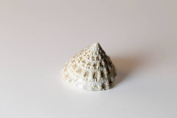 istock Brown & White Mollusk Seashell in a Closeup 1132931725