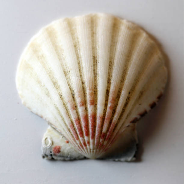 istock A Light Colored Seashell with Some White, Red and Grey Tones on a White Table 1132931798
