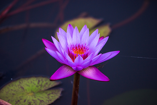 Violet Water Lilly Flower In The Pond