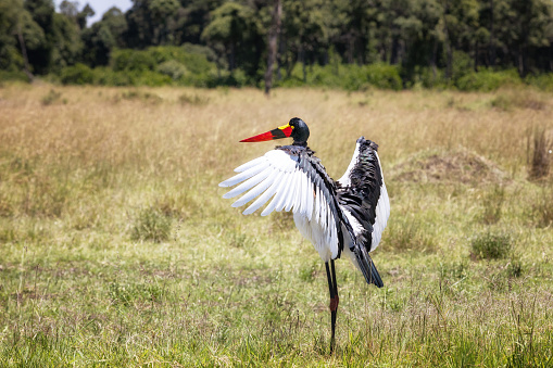 Female saddle-billed stork in the Masai Mara, Kenya. The spread wing pose is to dry the wings of this wetland bird and is also for thermoregulation.