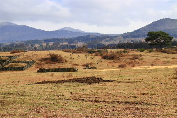 This is a landscape of horse grazing land in Jeju.
