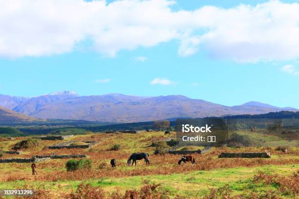 Horse Pasture Ranch Hallasan Stock Photo - Download Image Now - Animal, Autumn, Cloud - Sky