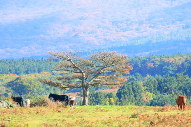 This is a landscape of horse grazing land in Jeju.