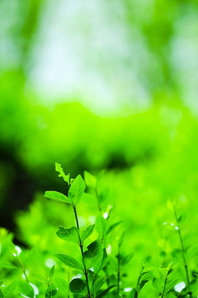 istock Green wild bush in wild grass field against blurry background 1132933790