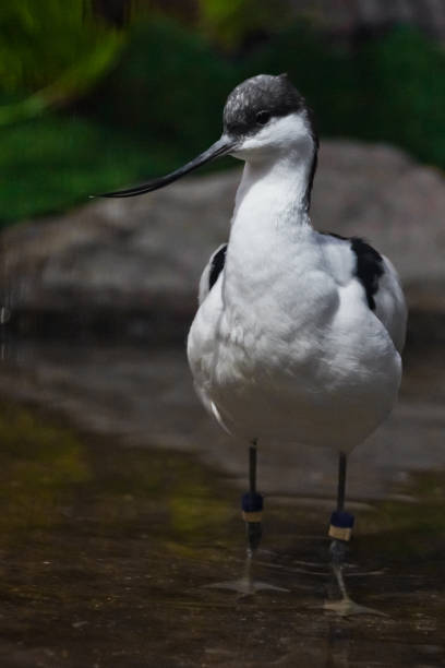 istock Black and white bird with a long beak 1132935142