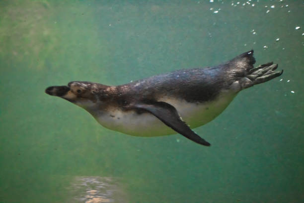 istock penguin swims in turquoise water 1132935149
