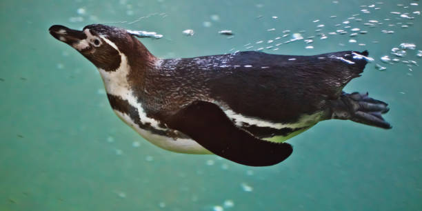 istock penguin swims in turquoise water 1132935234