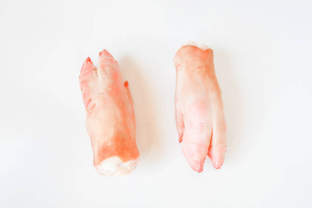 Top view fresh two feet 's pig or a pig's trotter on white background, a part of pig can cook and eatable in menu and there are various dishes around the world. Almost cooking as stew soup stock photo