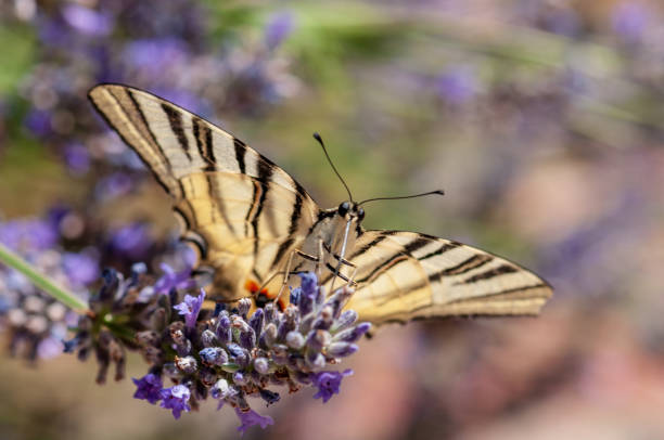 istock Papilio machaon butterfly on lavender angustifolia, lavandula 1132935695