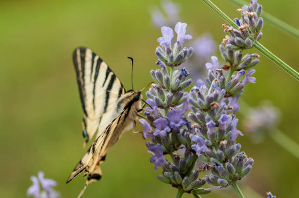 istock Papilio machaon butterfly on lavender angustifolia, lavandula 1132935696