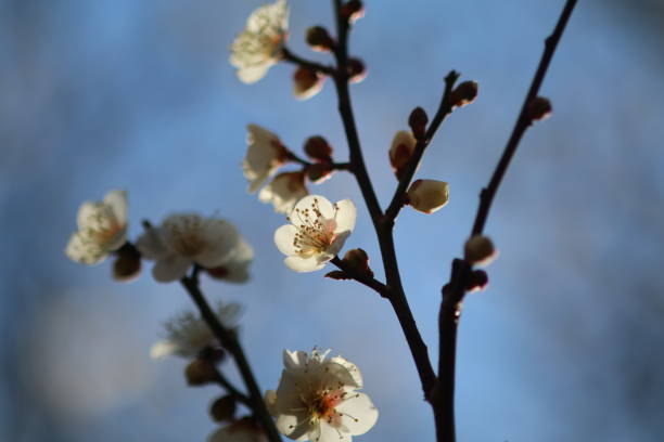 istock Japanese apricot with white blossoms 1132935814