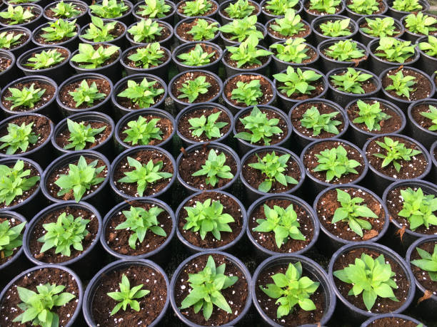 istock Plant Saplings in Pots 1132938349