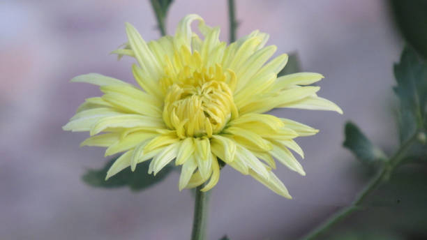 margaritas coloridas, se centran en madeira margarita rosa - daisy marguerite deep focus flower fotografías e imágenes de stock