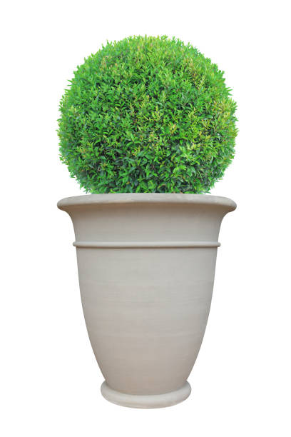 istock Circle dome shape topiary tree with large Roman style terracotta pot isolated on white background for Japanese and English design garden 1132940172