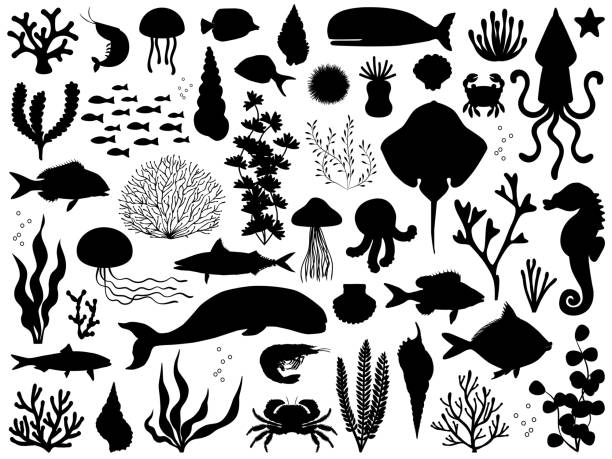 sea life vector silhouette iset - seaweed stock-grafiken, -clipart, -cartoons und -symbole