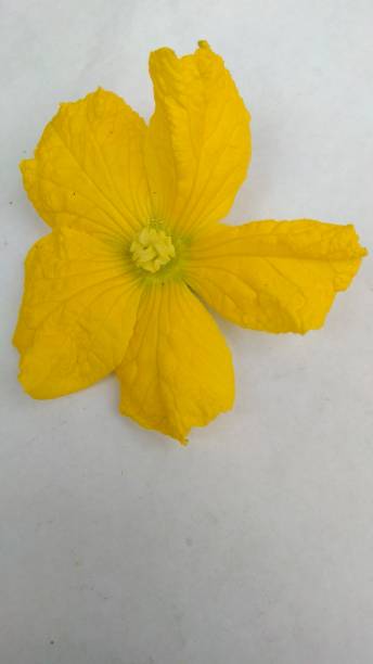 istock Ash gourd flower in white background 1132944822