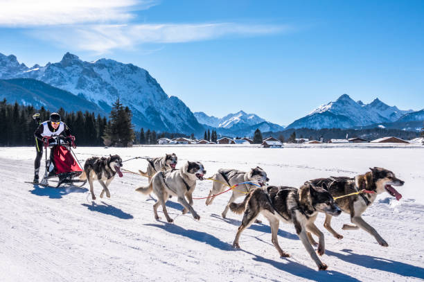 corrida de trenó do cão - zugspitze mountain bavaria mountain germany - fotografias e filmes do acervo