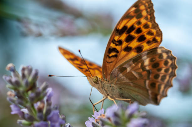 istock Argynnis paphia butterfly on lavender angustifolia, lavandula 1132945418