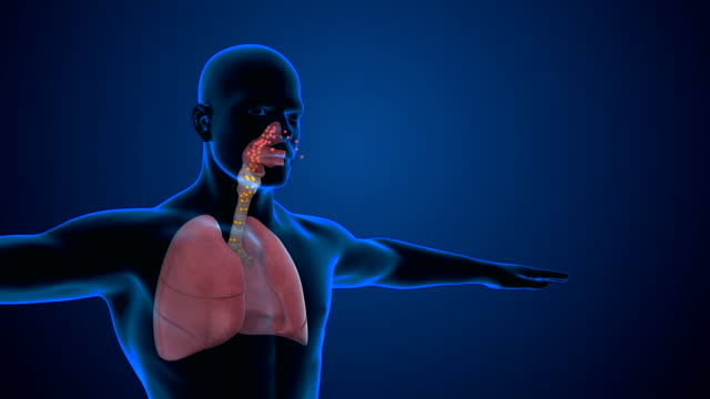 44,565 Respiratory System Stock Videos and Royalty-Free Footage - iStock |  Circulatory system, Airway, Lungs