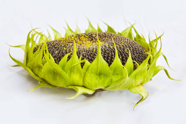 Sunflower with ripe seeds isolated on white background