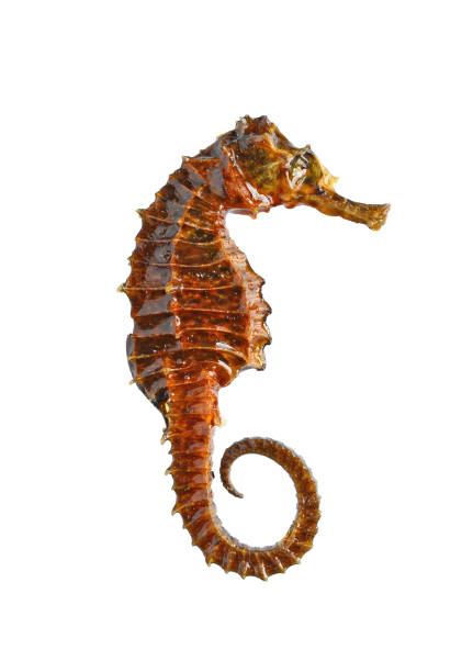 istock Dried sea horse 1132947892