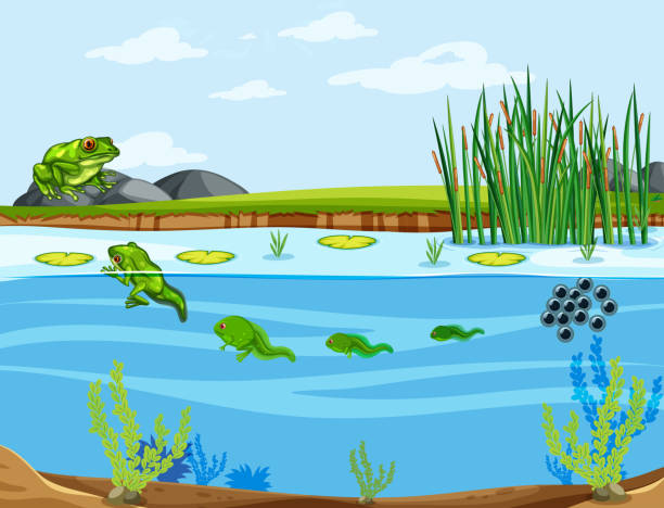 лягушачьи жизненный цикл - water plant illustrations stock illustrations