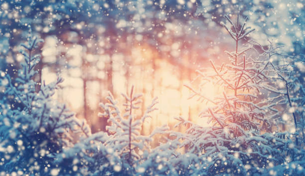 istock Beautiful tree in winter landscape in late evening 1132948545