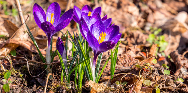 panorama blossom crocus in the spring - crocus nature purple green imagens e fotografias de stock