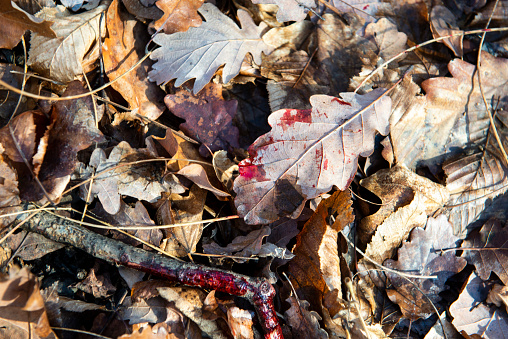 Bloody, brown-colored leaf lying on the ground.
