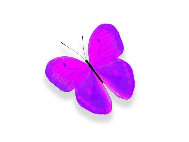 istock tropical pink butterfly. isolated on white background 1132950209
