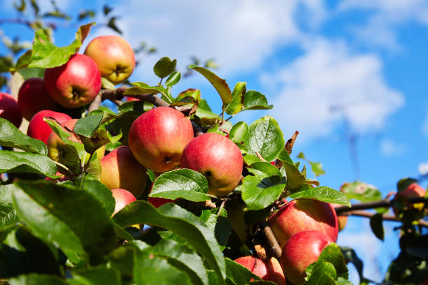 dojrzałe czerwone jabłka na gałęzi - apple orchard zdjęcia i obrazy z banku zdjęć