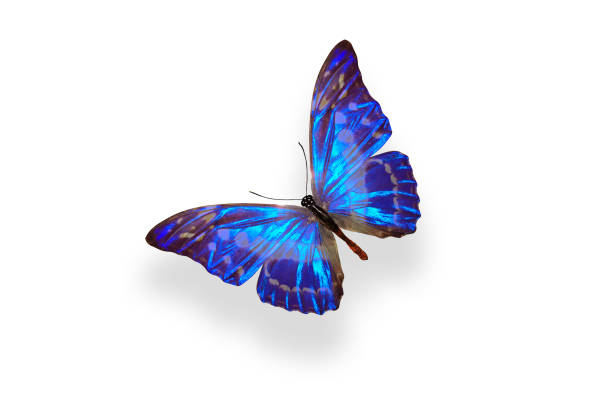istock tropical blue butterfly. isolated on white background 1132950716