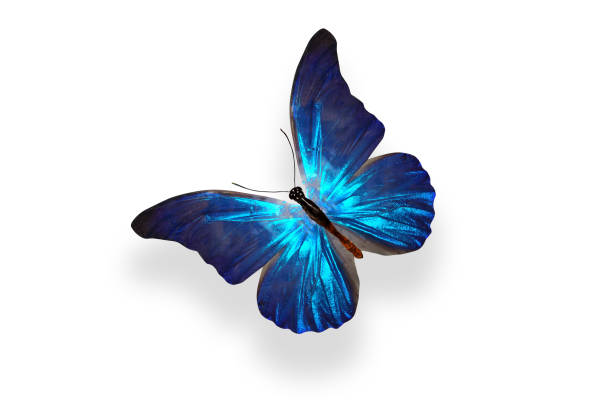 istock tropical blue butterfly. isolated on white background 1132950719