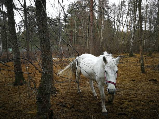 istock Horse in the wild forest 1132952055