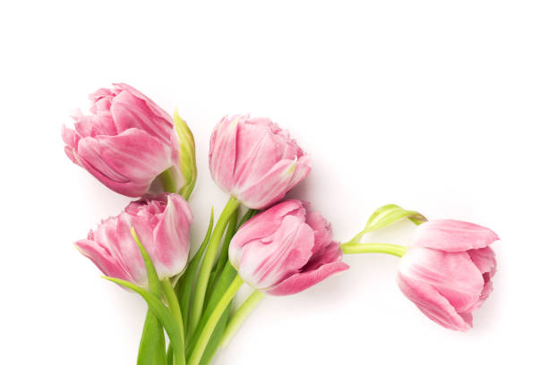 istock Pink tulips isolated on white background. 1132952098