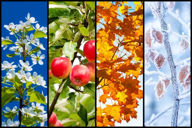 Collage of four pictures representing each season: spring, summer, autumn and winter.