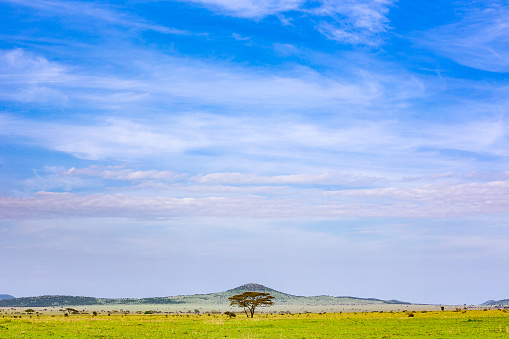 Acacia Trees at Serengeti with dramatic sky - Filtered
